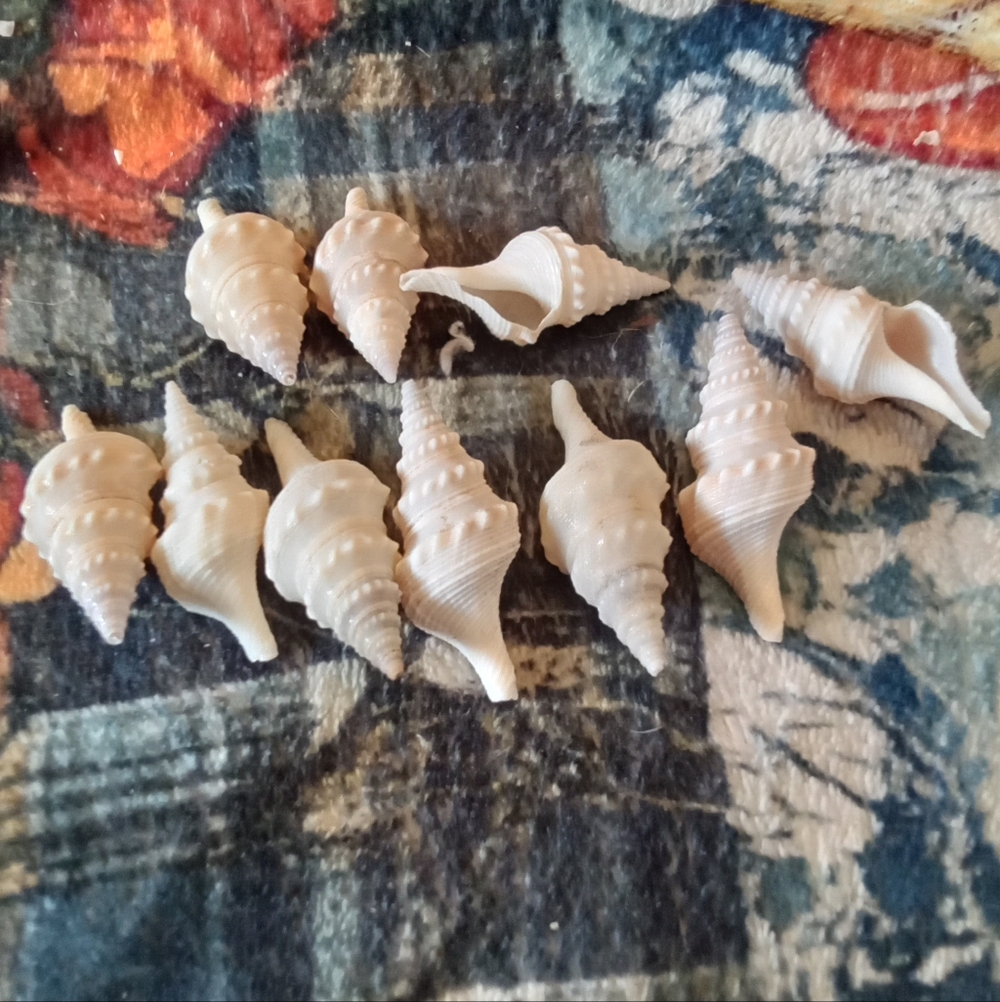 Spindle Shells